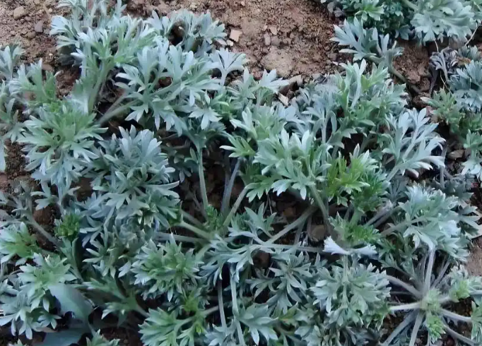 1745372531141195.png 微信图片_20250423094040.png